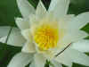 WaterLilly.jpg (37649 bytes)